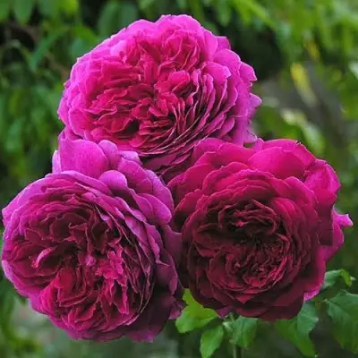 Роза КЕЙТ английская в Мозыре