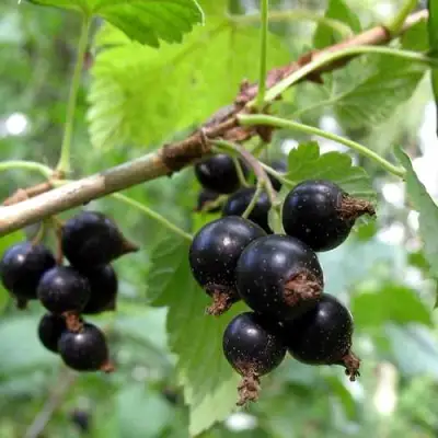 Смородина чёрная ШАРОВИДНАЯ в Мозыре