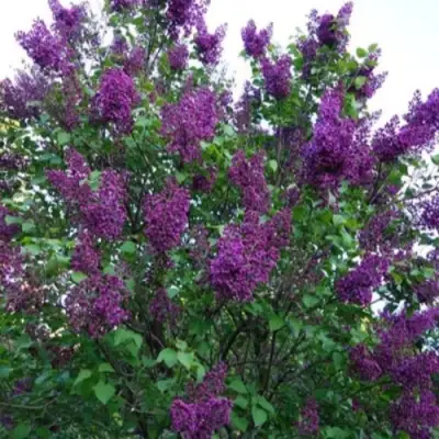 Сирень СУМЕРКИ в Мозыре