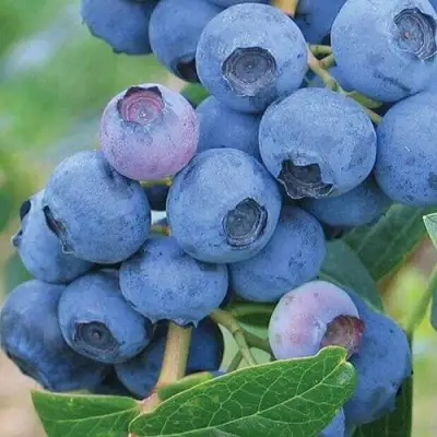 Голубика ЭРЛИБЛЮ в Мозыре