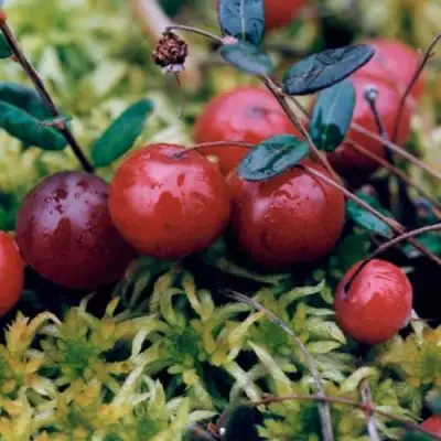 Клюква МАК ФАРЛИН в Мозыре