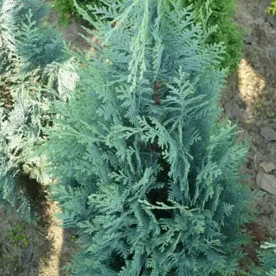 Кипарисовик КОЛУМНАРИС лавсона в Мозыре