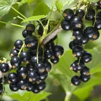 Смородина чёрная ВОЛШЕБНИЦА в Мозыре