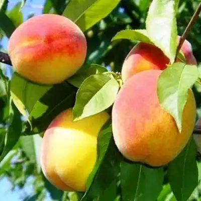 Персик ПАМЯТЬ ЛОЙКО в Мозыре