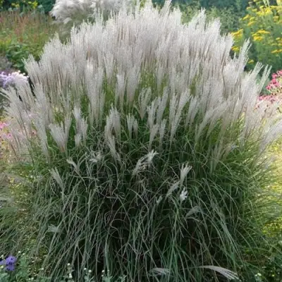 Мискантус КЛЯЙН СИЛЬБЕРСПАЙН китайский  в Мозыре