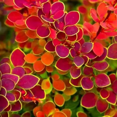 Барбарис ОРАНЖ САНРАЙЗ тунберга в Мозыре