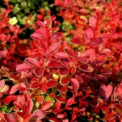 Барбарис КОРАЛ тунберга в Мозыре