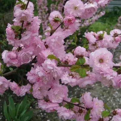 Миндаль ТРЁХЛОПАСТНЫЙ (луизеания) в Мозыре