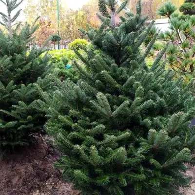 Пихта ФРАЗЕРА в Мозыре