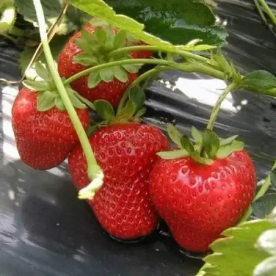 Клубника МОНТЕРЕЙ ремонтантная в Мозыре