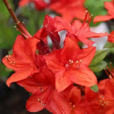 Азалия ПАРКФАЕР листопадная в Мозыре