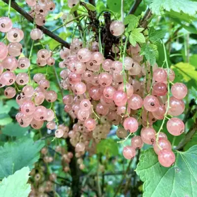 Смородина розовая ГОЛЛАНДСКАЯ РОЗОВАЯ в Мозыре