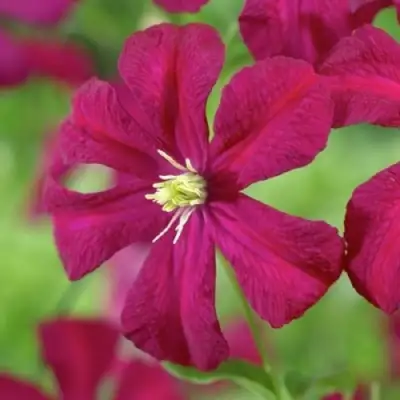 Клематис МАДАМ ДЖУЛИЯ КОРРЕВОН в Мозыре