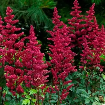 Астильба БУРГУНДИ РЕД Арендса в Мозыре