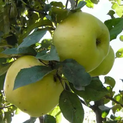 Яблоня АНТОНОВКА ОБЫКНОВЕННАЯ в Мозыре