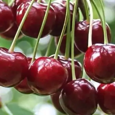 Вишня УЙФЕХЕРТОЙ ФЮРТОШ в Мозыре