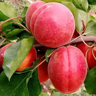 Абрикос РУБИСТА в Мозыре