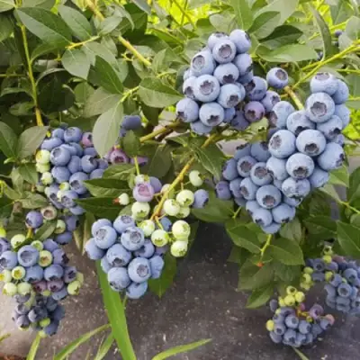 Голубика ОСОРНО в Мозыре