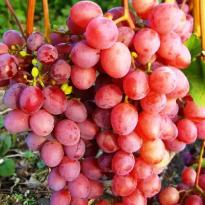 Виноград КИШМИШ КРАСНЫЙ в Мозыре