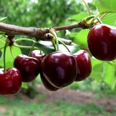 Вишня МОРОЗОВКА в Мозыре