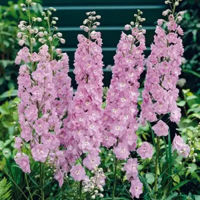 Дельфиниум ПЕТТИКОУТ гибридный в Мозыре