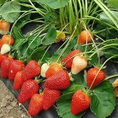 Клубника РОКСАНА в Мозыре