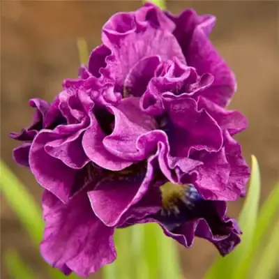 Ирис БАНДЛ ОВ ДЖОЙ сибирский в Мозыре