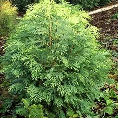 Кипарисовик САНКИСТ лавсона в Мозыре