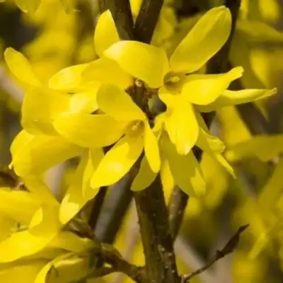 Форзиция ТАРАНДТ промежуточная в Мозыре