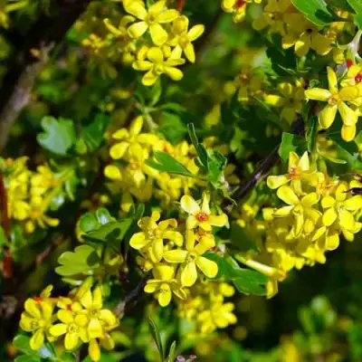 Смородина золотистая ВИШНЕВАЯ в Мозыре