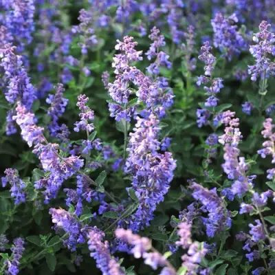 Котовник СИКС ХИЛЛС ГИАНТ в Мозыре