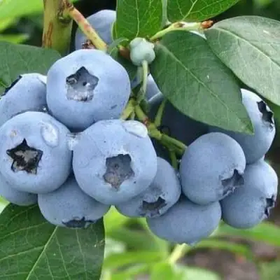 Голубика БЛЮЭТТА в Мозыре