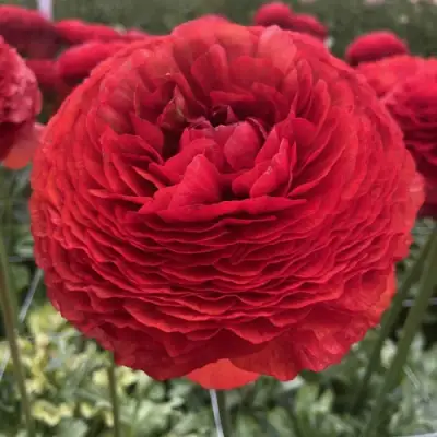 Ранункулюс ГЕТ ЛАКИ романс в Мозыре