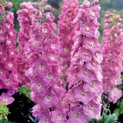 Дельфиниум ДЕЛЬФИС ПИНК ПАУЭ высокий в Мозыре