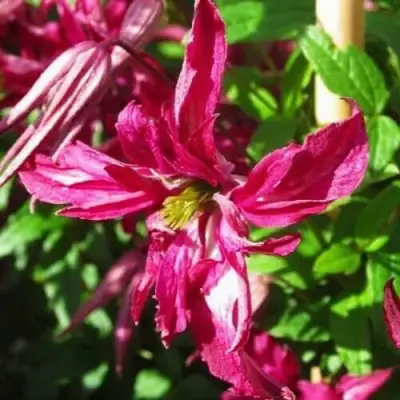 Клематис РОЗАЛИН в Мозыре