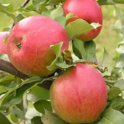 Яблоня АУКСИС в Мозыре