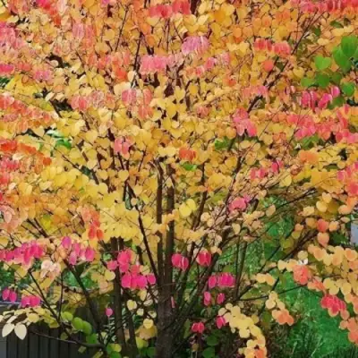 БАГРЯННИК японский в Мозыре