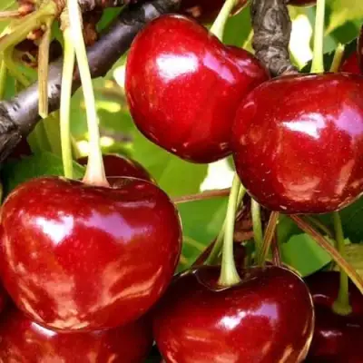 Черешня МИНЧАНКА в Мозыре