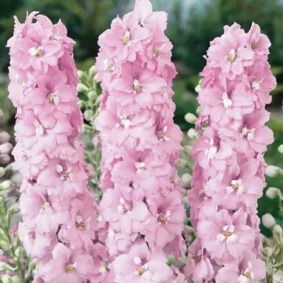 Дельфиниум ПЕТТИКОУТ гибридный в Мозыре