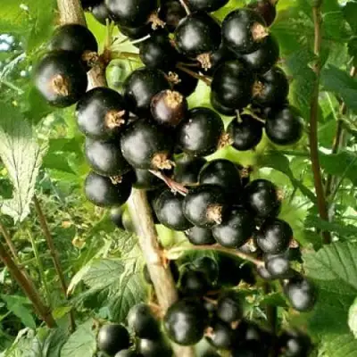 Смородина черная БЕН ТИРЕН в Мозыре