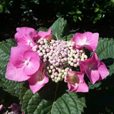 Гортензия БЛАУМАЙС (БЛАУМАЙЗЕ) крупнолистная в Мозыре