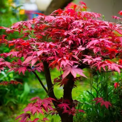 Клен дланевидный АТРОПУРПУРЕУМ в Мозыре