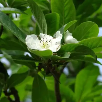 МУШМУЛА  в Мозыре