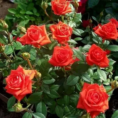 Роза ОРАНЖ ДЖЕВЕЛ миниатюрная в Мозыре