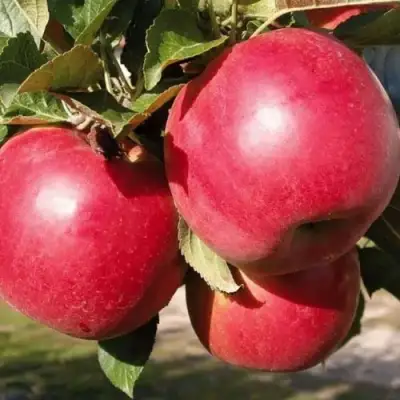 Яблоня РУБИН в Мозыре