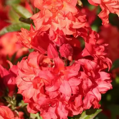 Азалия ФОЙЕРКОПФЕН крупноцветковая в Мозыре