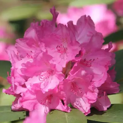 Рододендрон ЛУМИНА в Мозыре