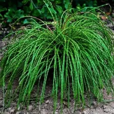 Туя ВИПКОРД складчатая в Мозыре