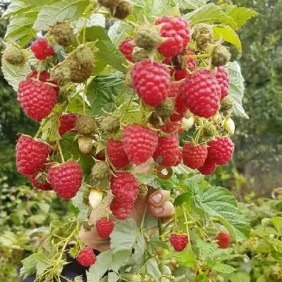 Малина ТАДМОР в Мозыре