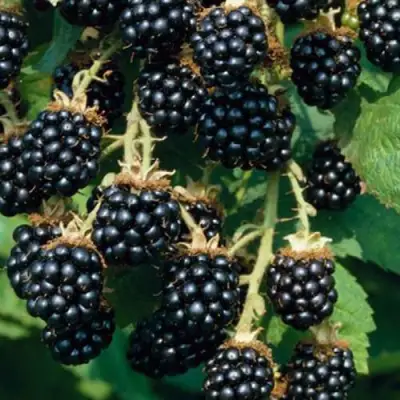 Ежевика БЛЭК САТИН бесшипная  в Мозыре